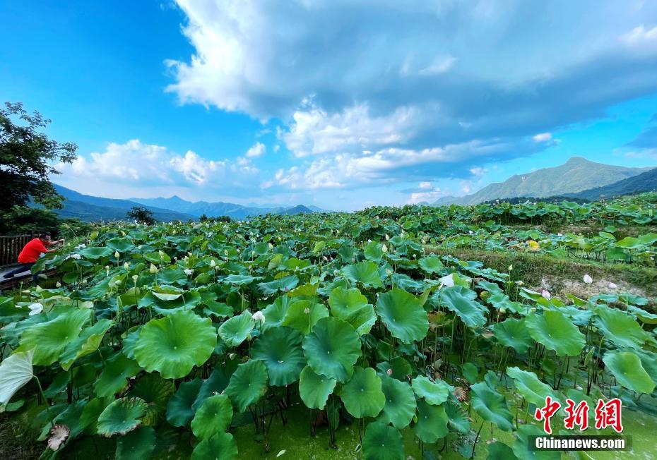 私密直播全婐APP免费魅影