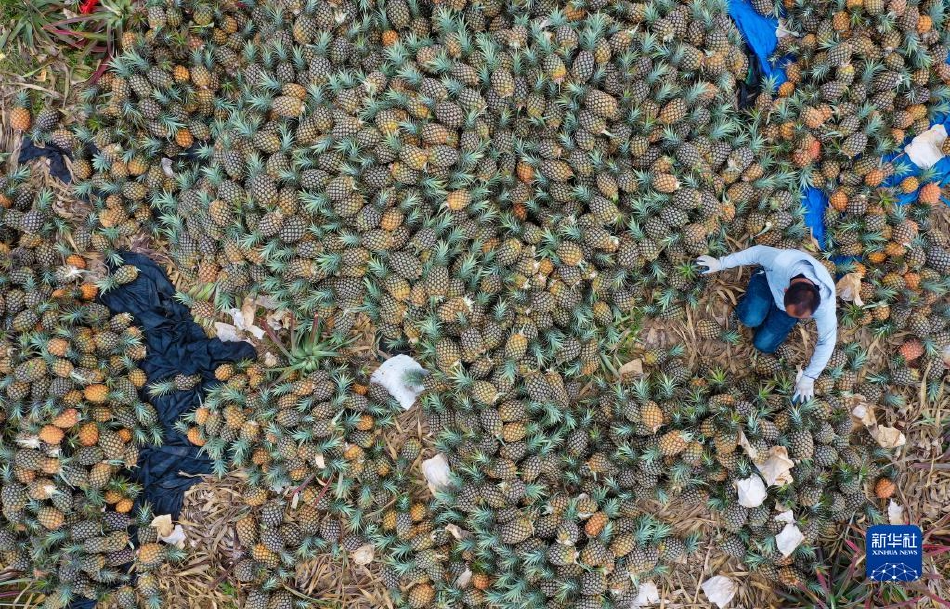 美女脱 给我捏 直播