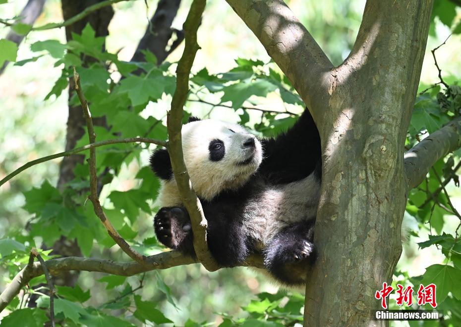 久操伊人