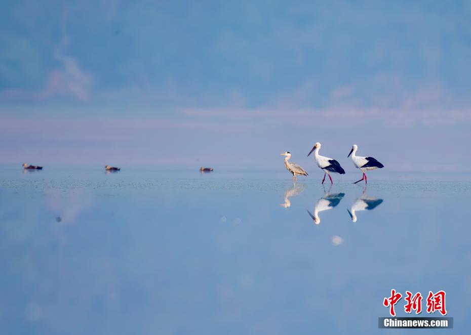 劉溫馨