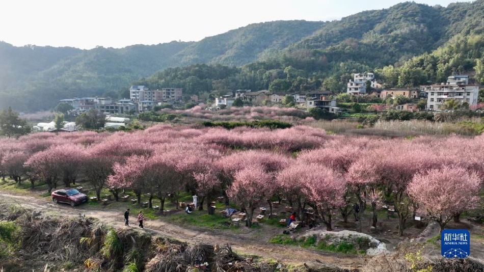 朝岡實嶺