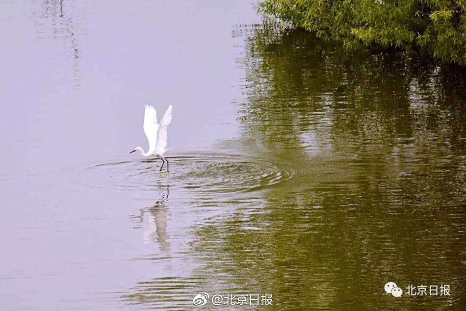 霹雳娇娃
