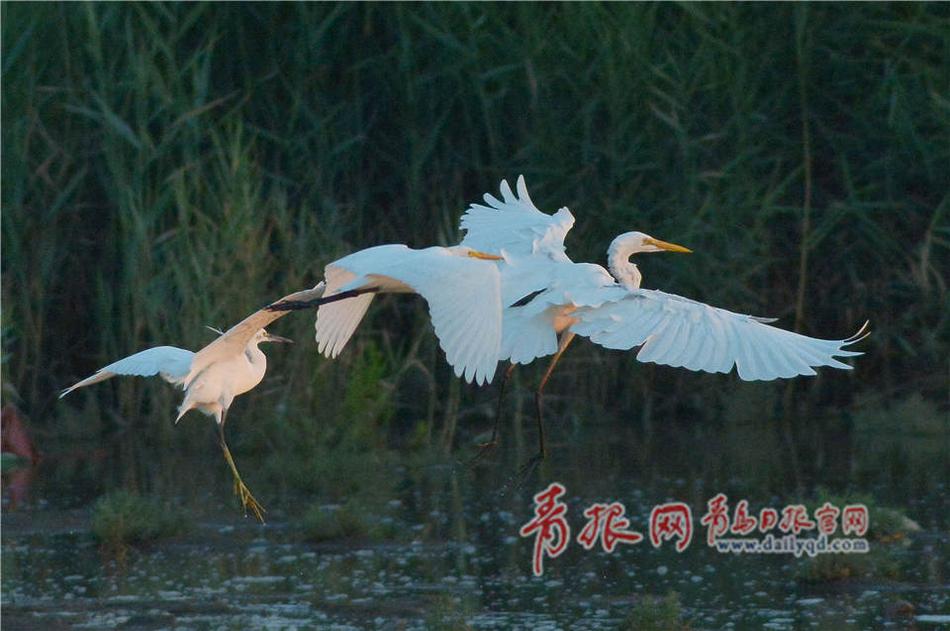 国模沙沙浓密黑毛150P