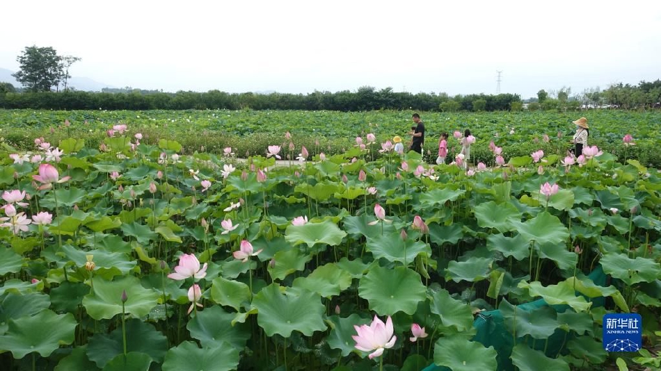 adc影视年龄确认实名认证欢迎大驾光临应用