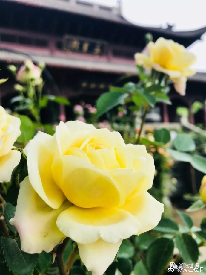 free性饿老太XXHD