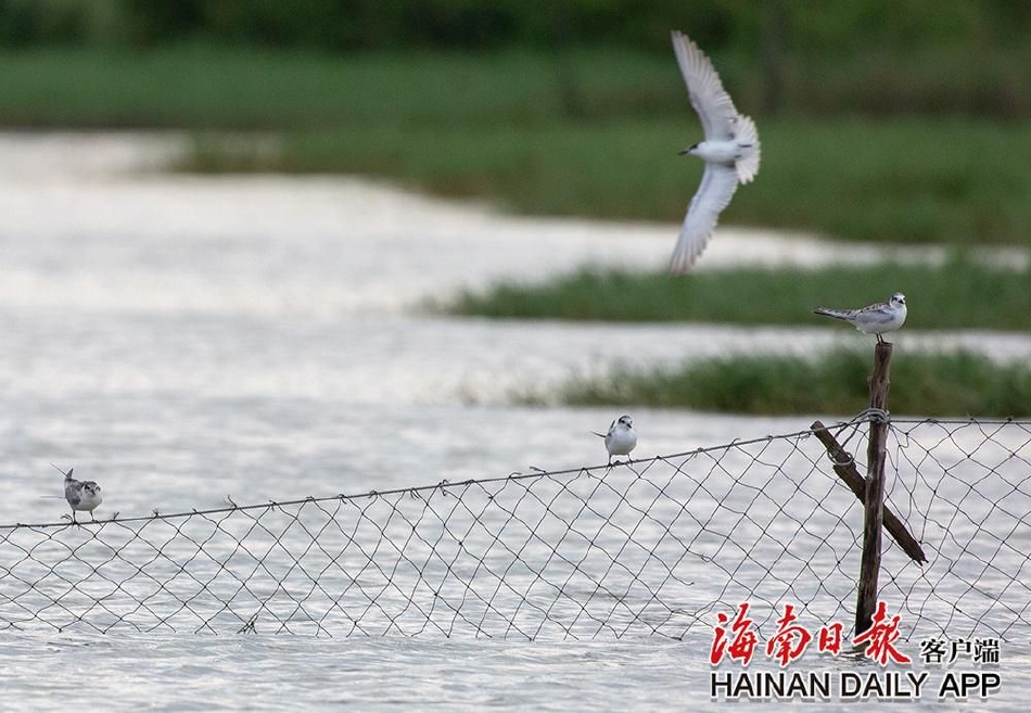 三级黄色片黄色视频中国人