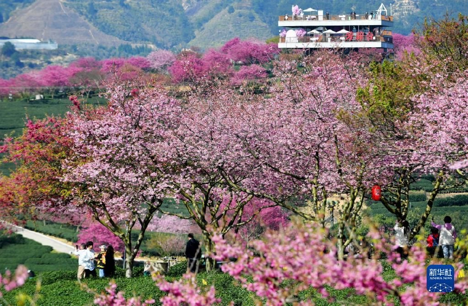 色戒完的整板