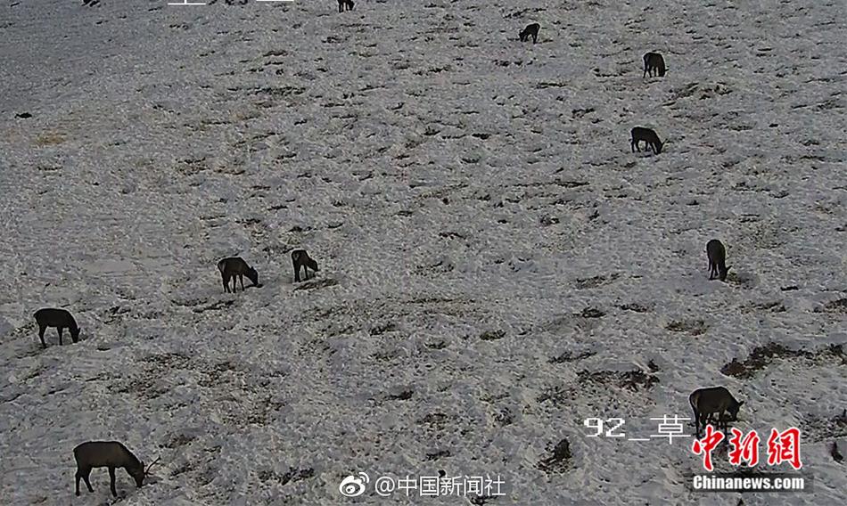 av网站免费