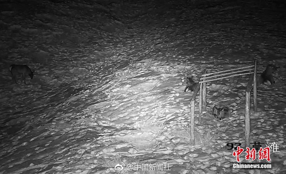特级黄色视频在线
