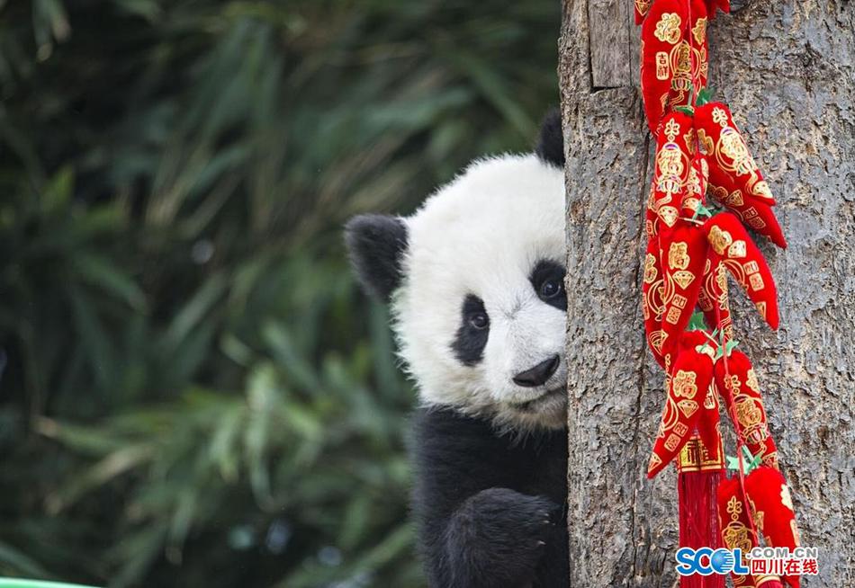 A级三级黄片