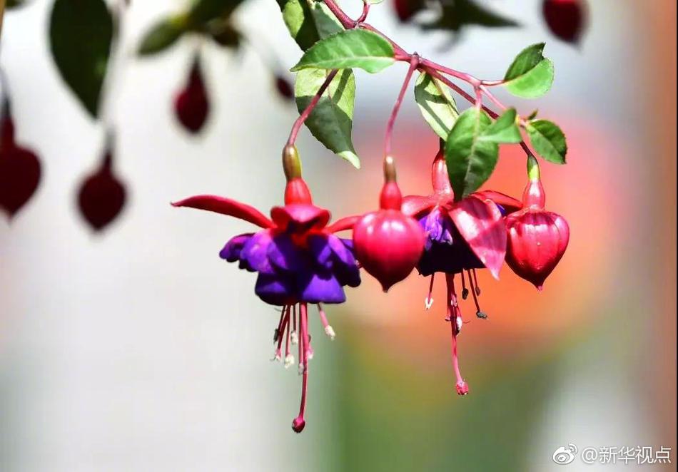 亚洲欧美久久