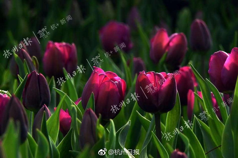 adc影视年龄确认实名认证欢迎大驾光临