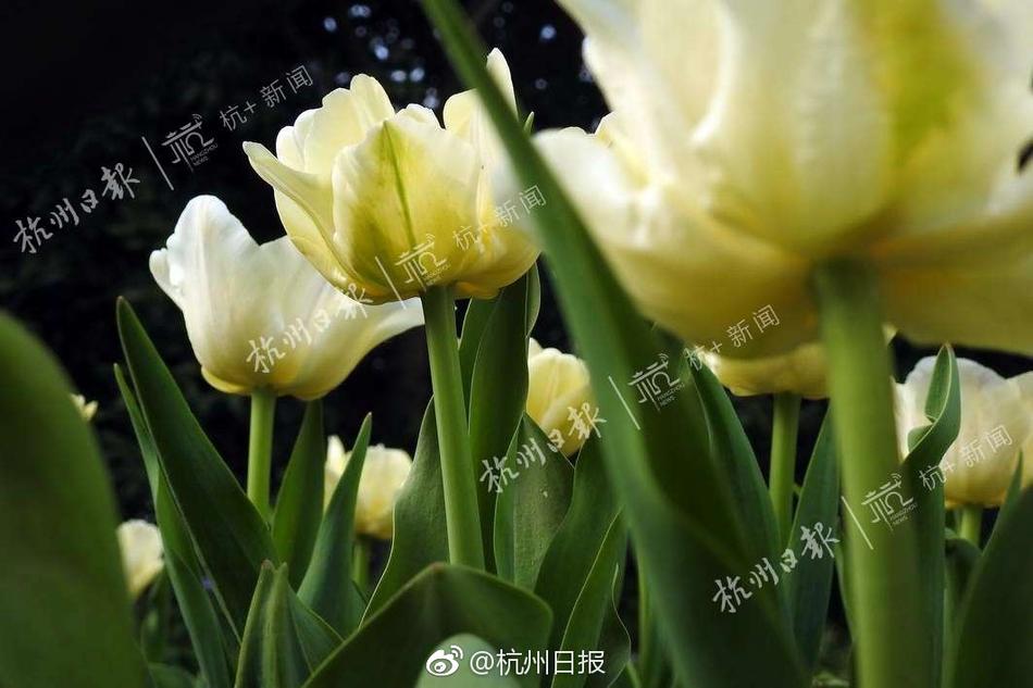 天天爽夜夜爽