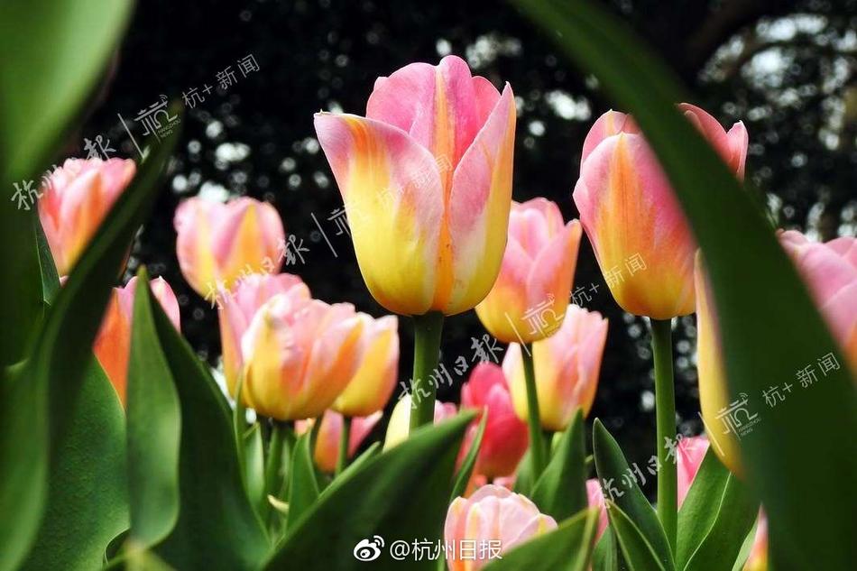 老太一级BBBBBBBBB
