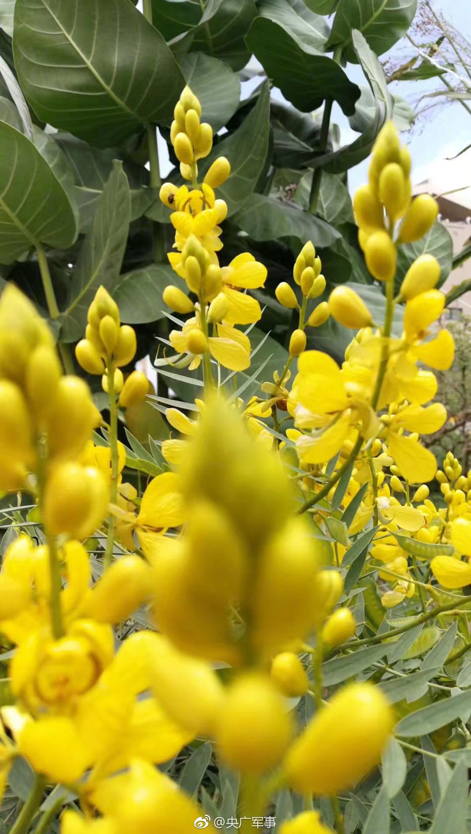 偷拍张柏芝陰毛