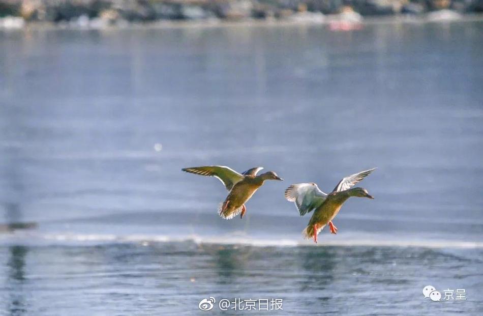 女人和狗狗操逼