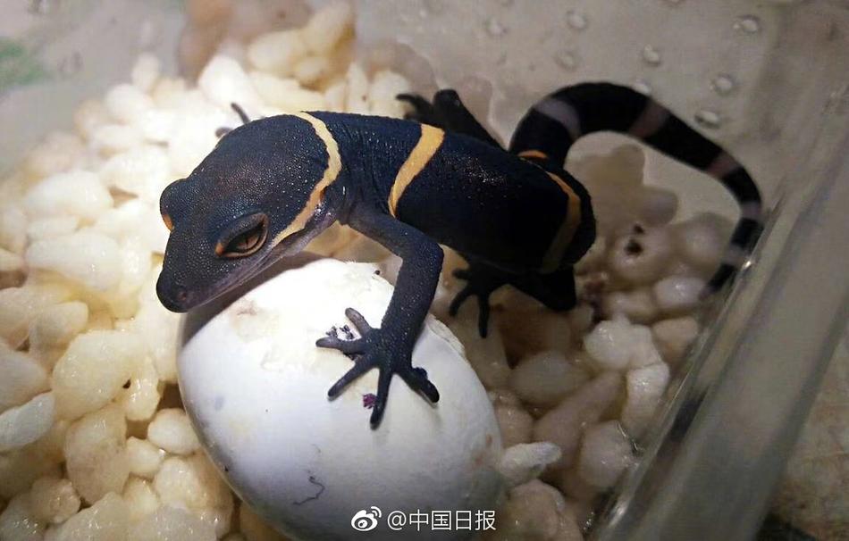 香港台湾黄色电影
