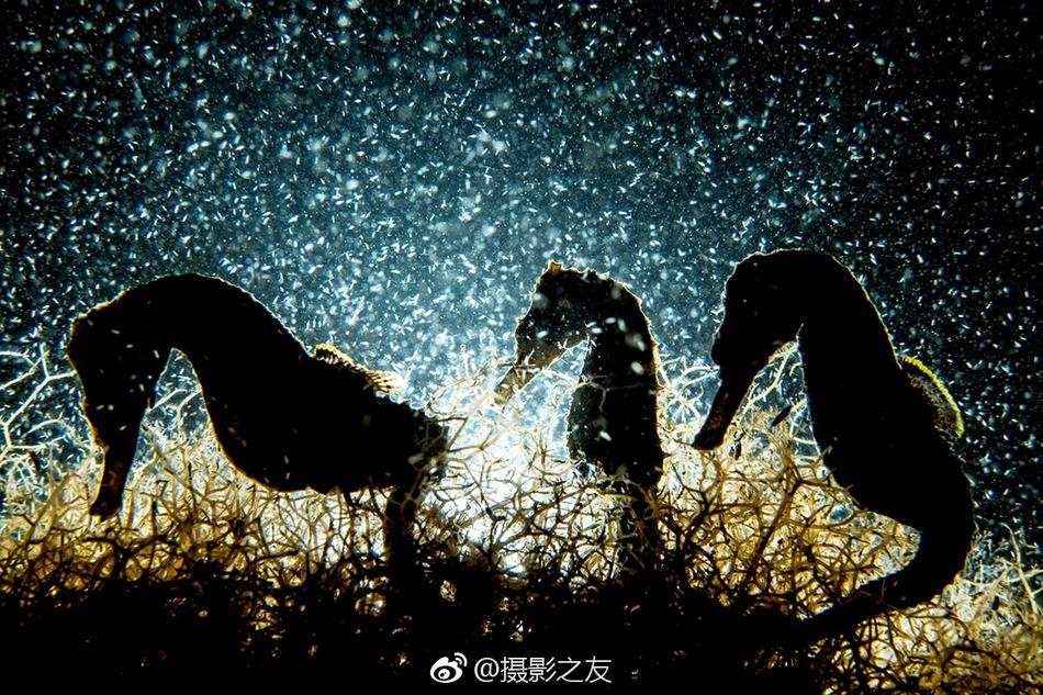欧美黑人粗大