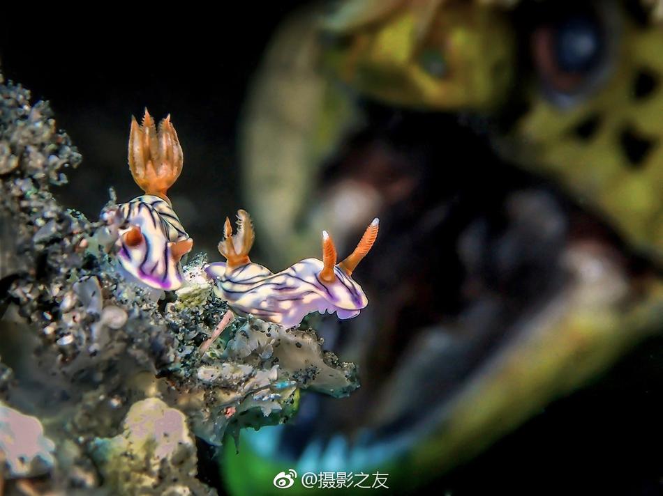 国产医生护士色情片