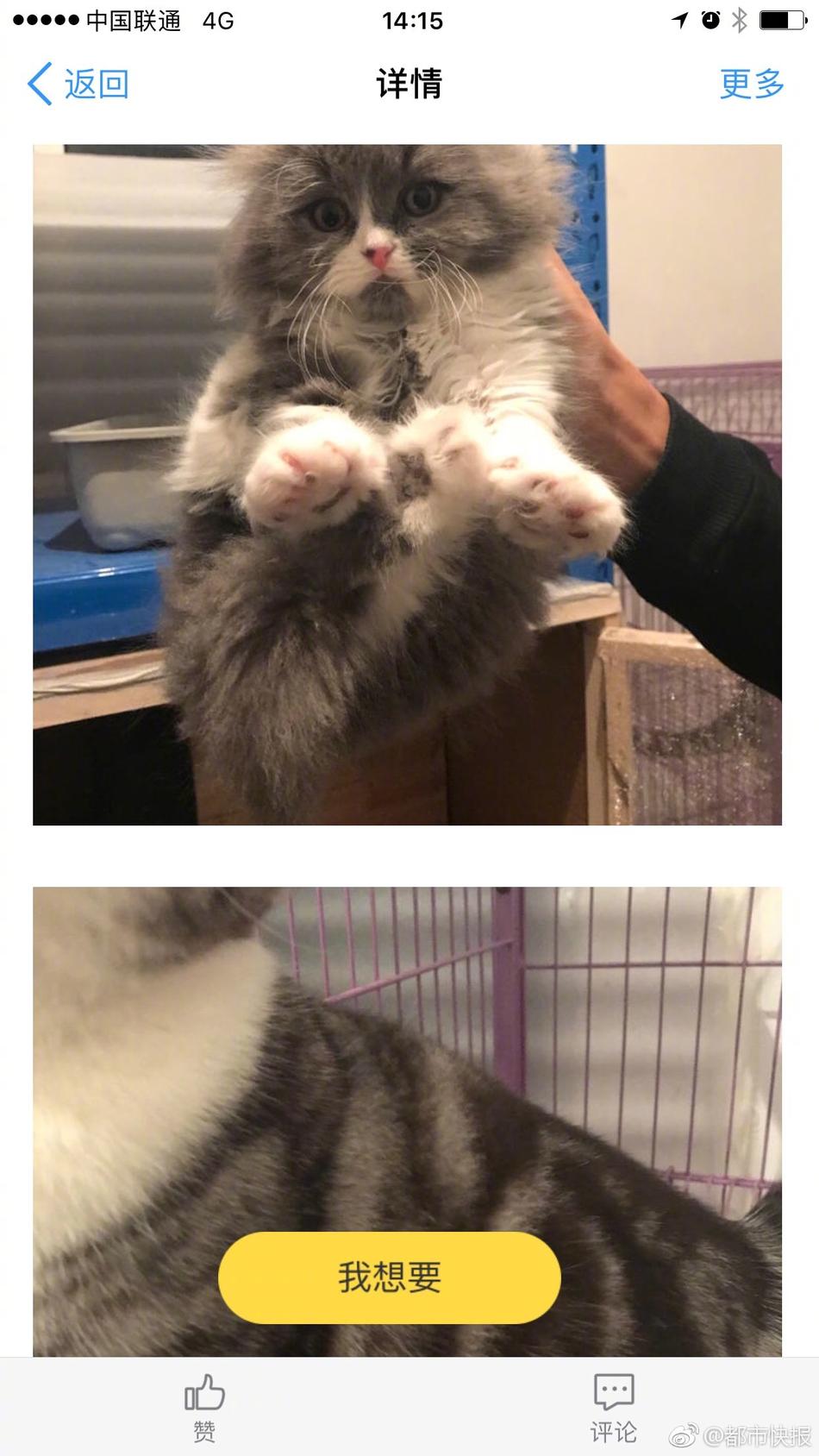 兜襠布