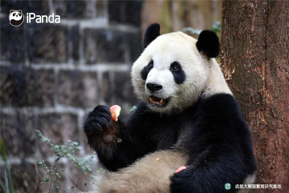 一级a爱