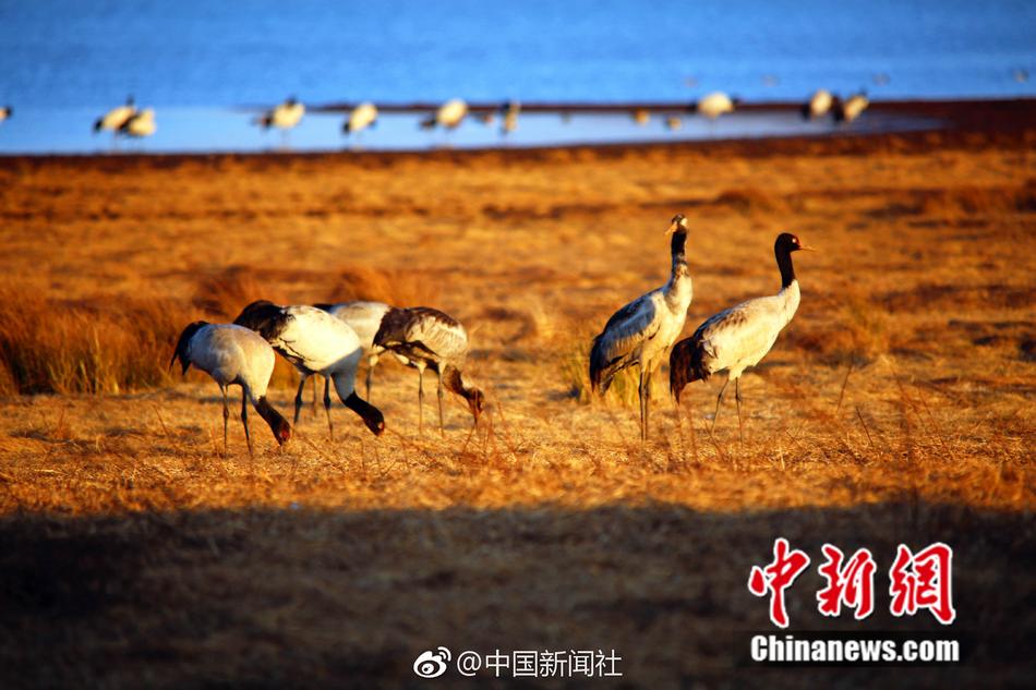 中国成年人潢色视频