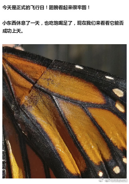 刘玥被黑人爆菊过程