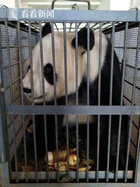 男女激情大黄片黑人又大又长