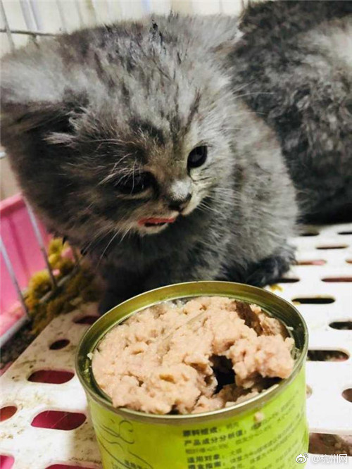 狗趴式