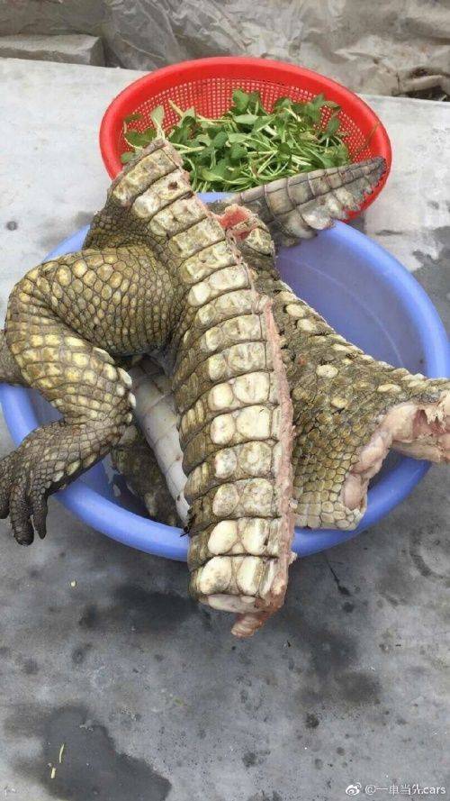 剛力彩芽