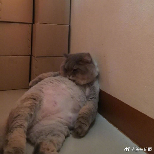 美女黄色视频在线免费玩