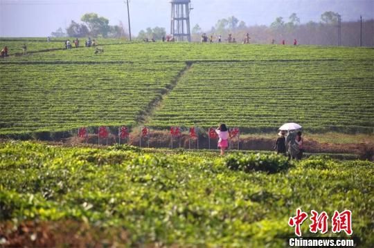 按摩直播