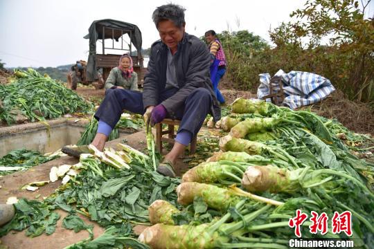 国厂，操逼免费视频