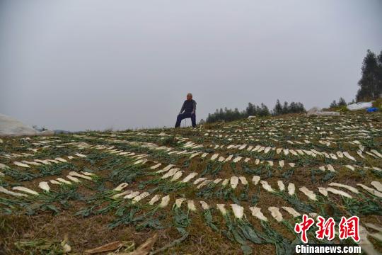 刘亦菲一级录像毛片