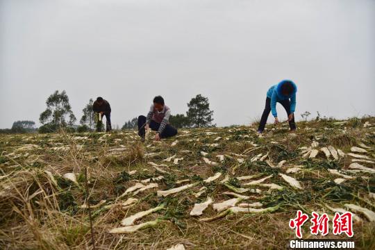 无码中文字幕一区