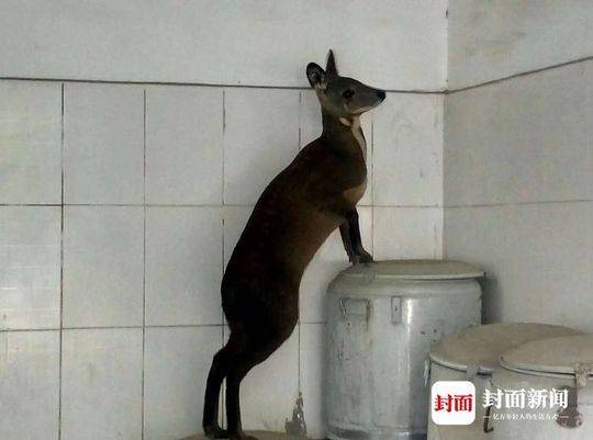中国卖媛BBw护士多毛