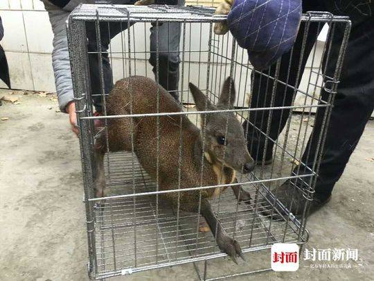 中国熟女搞逼