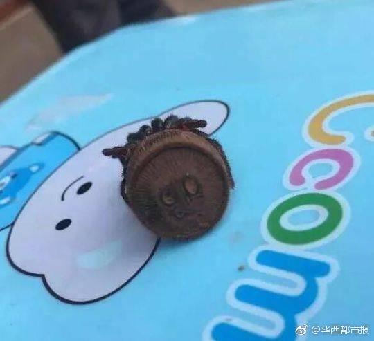 能看黄色视频的网页