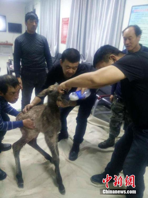张丽与黑人巨大30厘米