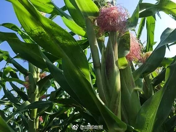 本土老師與學生