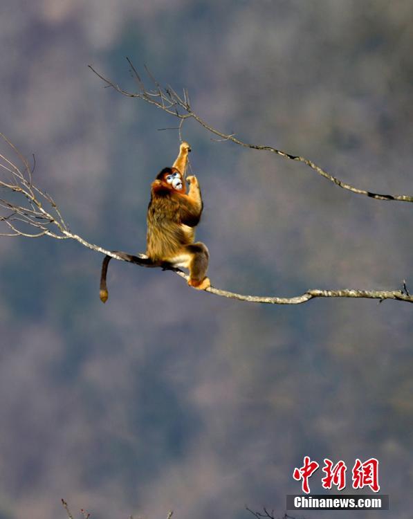 综合伊人