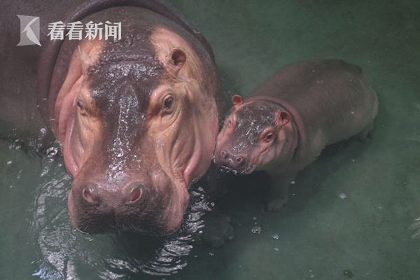 魅影直播游客免登录