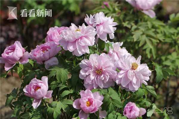 国产91精品无码麻豆更新时间