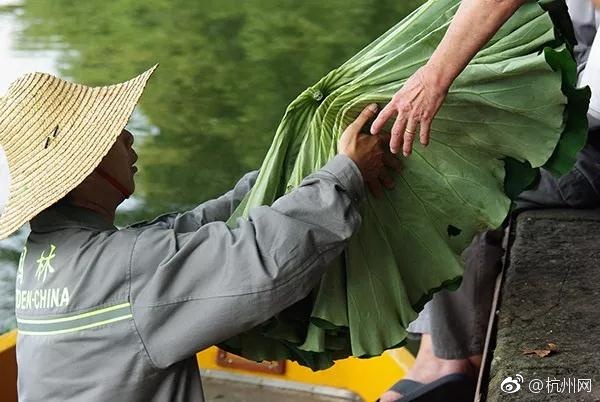 纲手鸣人本子