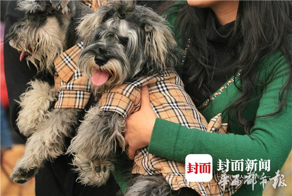 小舞劈开腿被 高潮