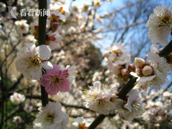 Chiansea老熟老妇2乱