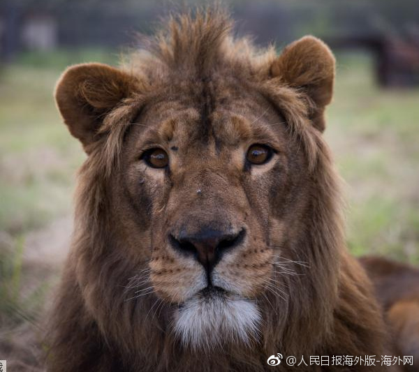 模特兒