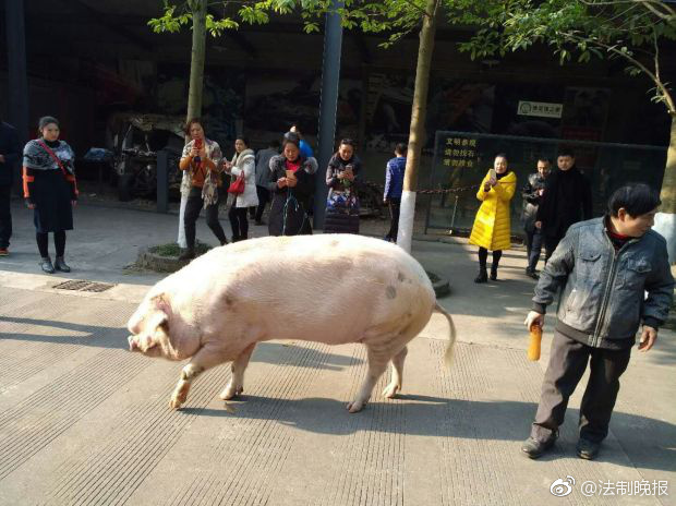 中国娇小与黑人大洋吊