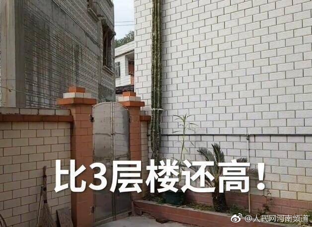 艳照张柏芝XXXHDXXX