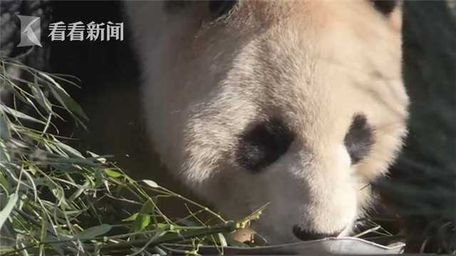 成人 免费 网